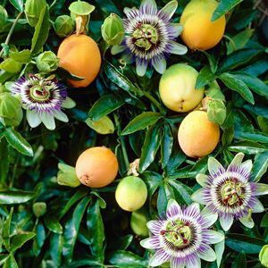 Passiógyümölcs (Passiflora) kép