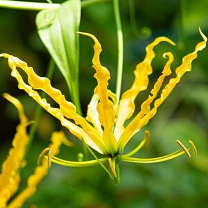 Gloriosa Lutea "A dicsőség koronája" kép