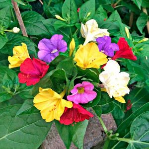 3 db nagy csodatölcsér (Mirabilis jalapa) kép