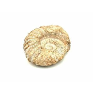 Ammonitesz nyers A kép