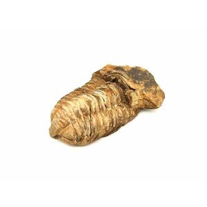 Trilobita nyers kép