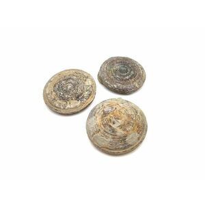 Cyclolites korall marokkói sárga fosszilis ásvány ritka gyűjtői darab kép