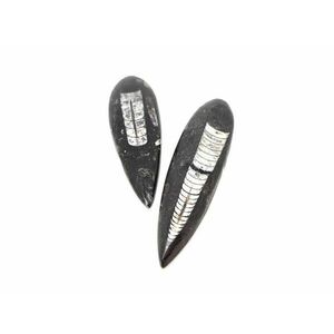 Ortocerász hosszú 15-25cm kép