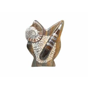 Álló Ortocerász és Ammonitesz fosszília dísz 15cm – Marokkói barna kőzet kép