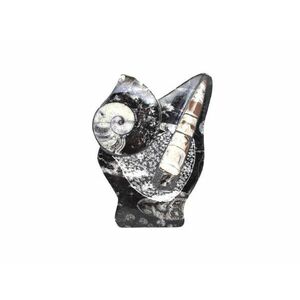 Álló Ortocerász és Ammonitesz fosszília dísz 15cm – Marokkói fekete kőzet kép