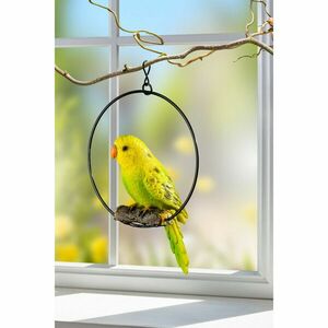 Törpepapagáj Julcsi kép