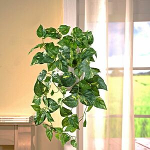 Potos lógó növény kép