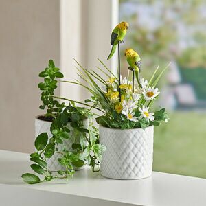 Cserépdísz Hullámos papagáj kép