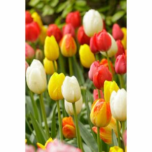 25 darabos tulipános keverék kép
