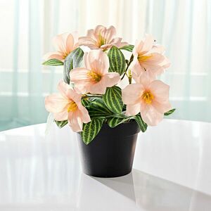 Cserepes művirág kép