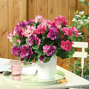 3 csokor XL muskátli kép