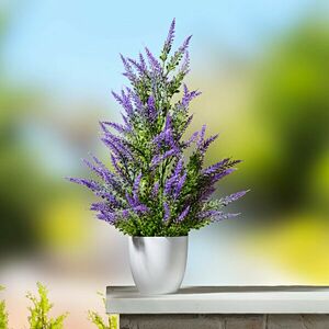 Levendulafácska cserépben kép