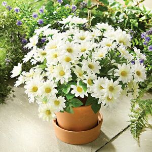 3 margaréta csokor kép