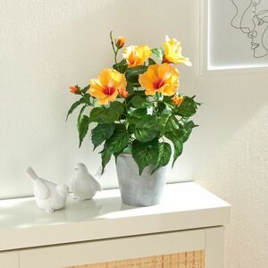 Cserepes növény Hibiszkusz kép