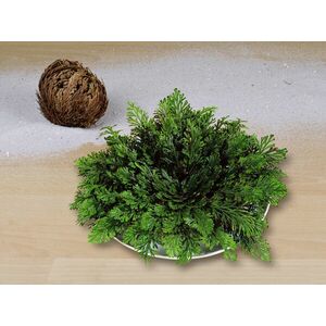 Jerikó rózsái kép