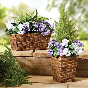 Árvácska fonott kosárban kép