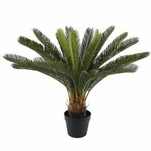 Műnövények Signes Grimalt Cica Növény kép