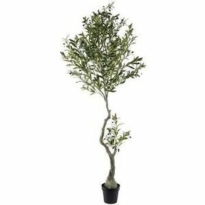 Műnövények Signes Grimalt Olajfa L kép