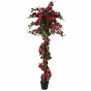 Műnövények Signes Grimalt Bougainvillea Növény kép