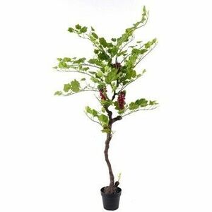 Műnövények Signes Grimalt Szőlőfa kép