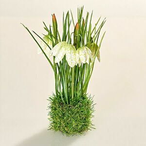 Dekorációk és kiegészítők kép