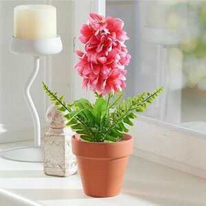 Jácint cserépben kép